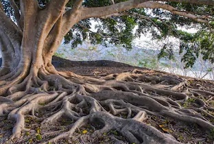 ಬೇರುಗಳು