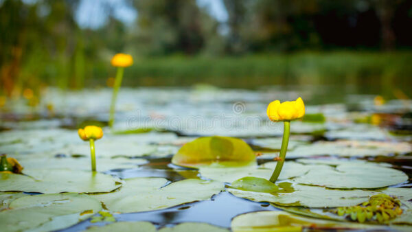 ಅನುವಾದ ಸಂಗಾತಿ