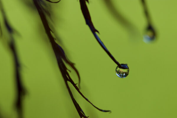 ಮುಂಜಾವು