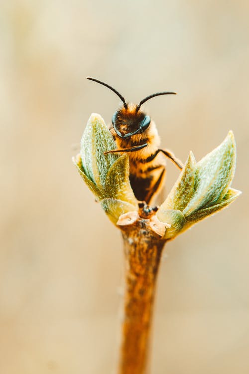 ಗಜಲ್