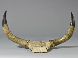 Zulu carved ox horns, South Africa, Late 19th Century Photo © The Trustees  of the British Museum | British Museum