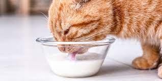 Can Cats Drink Milk? | Martha Stewart
