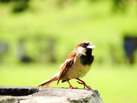 ವಿಶ್ವ ಗುಬ್ಬಚ್ಚಿಗಳ ದಿನ