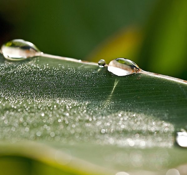 ಎ. ಹೇಮಗಂಗಾ ಅವರ ಹಾಯ್ಕುಗಳು