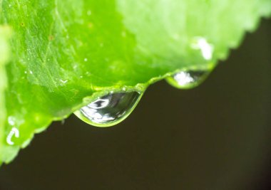 ಅನಸೂಯ ಜಹಗೀರದಾರ ಕವಿತೆ-ಹವೆ