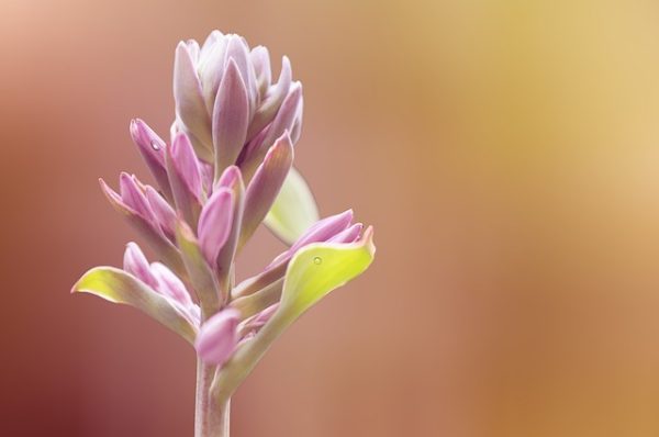 ಡಾ ಗೀತಾ ಡಿಗ್ಗೆ ಅವರ ಕವಿತೆ-‘ಚಿಗುರು ಬಾಡದಿರಲಿ’