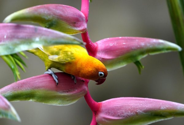 ಶೋಭಾಮಲ್ಲಿಕಾರ್ಜುನ್ ಅವರ ಹಾಯ್ಕುಗಳು