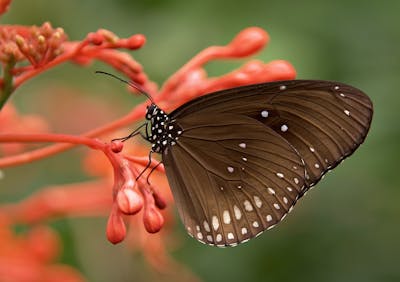 ವೇಣು ಜಾಲಿಬೆಂಚಿ ಅವರ ಗಜಲ್