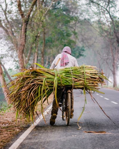 ಕಟ್ಟೆ ಎಂ ಎಸ್ ಕೃಷ್ಣಸ್ವಾಮಿ ಅವರ ಕವಿತೆ,’ನಮ್ಮೂರು ನವಿಲoಗೆ..’