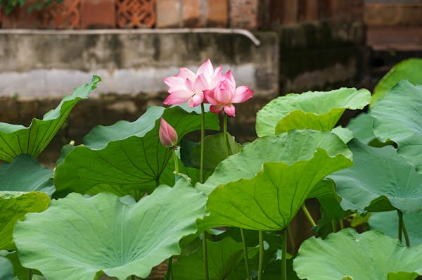 This image has an empty alt attribute; its file name is free-photo-of-budding-and-blooming-lotuses.jpeg